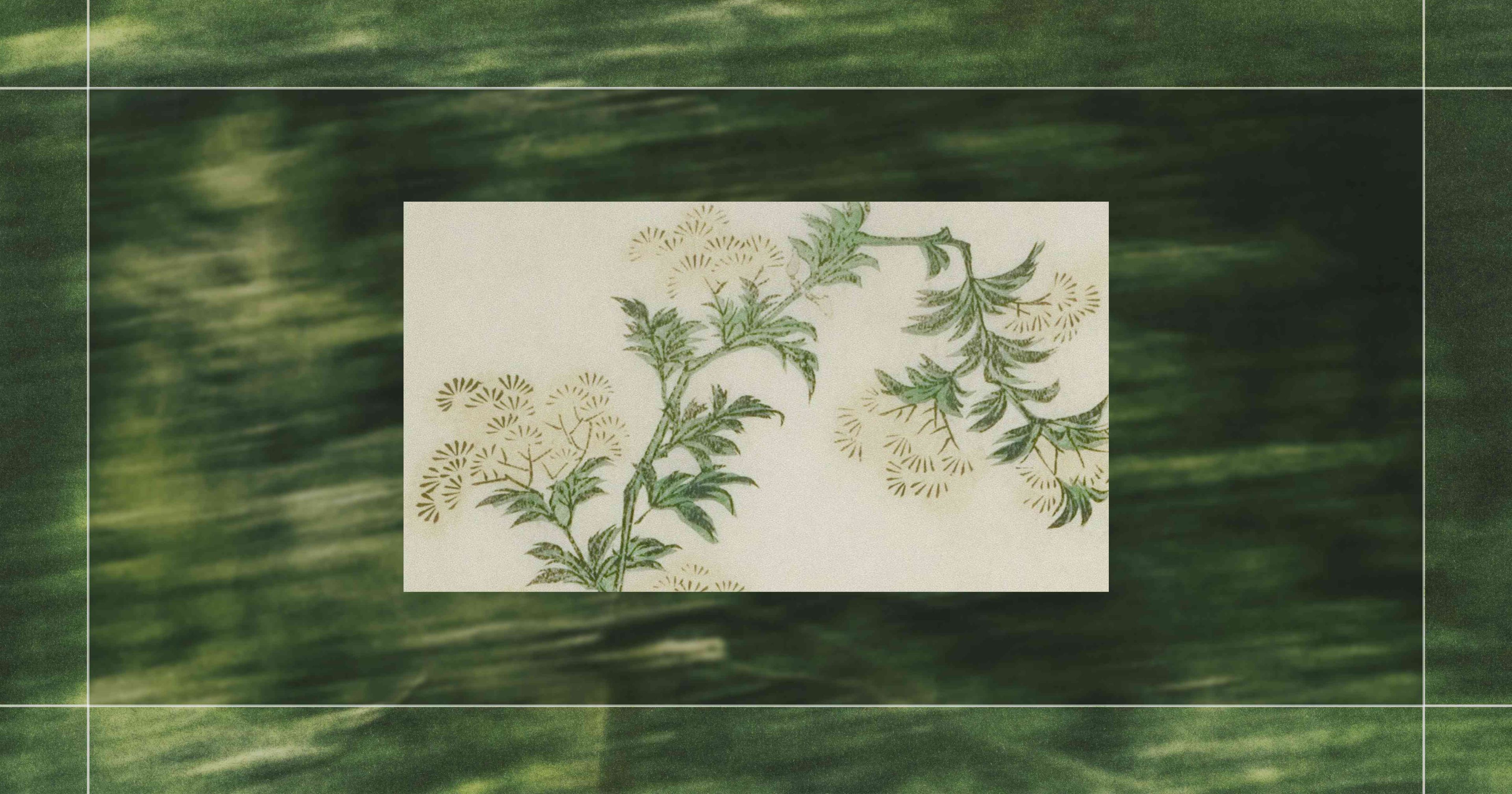 Botanical illustration of delicate green leaves and feathery flowers on a branch, set against a blurred green background.